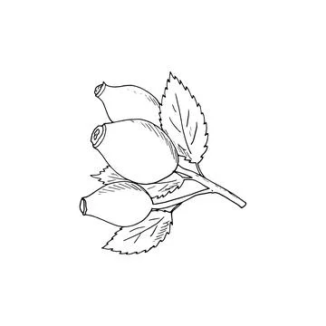 Rosehip vector hand-drawn illustration. Isolated berry branch sketch on a w.. Stock Illustration
