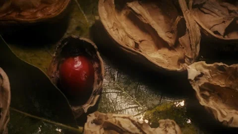 Rosehip with walnut and leaves Stock Footage 318317670