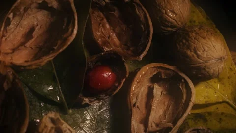 Rosehip with walnut and leaves Stock Footage 318317671