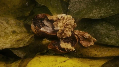 Rosehip with walnut and leaves Stock Footage 318317672