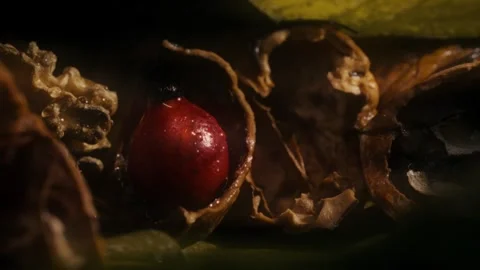 Rosehip with walnut and leaves Stock Footage 318317677