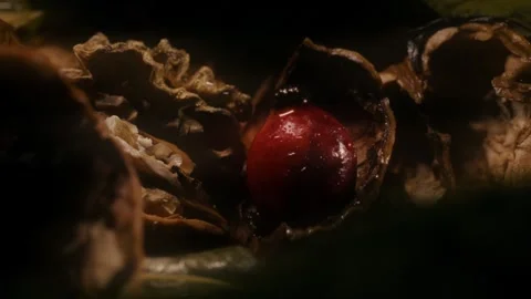 Rosehip with walnut and leaves Stock Footage 318317717