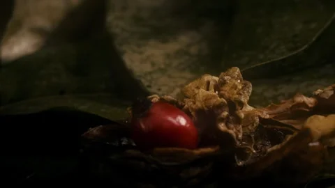 Rosehip with walnut and leaves Stock Footage 318317725