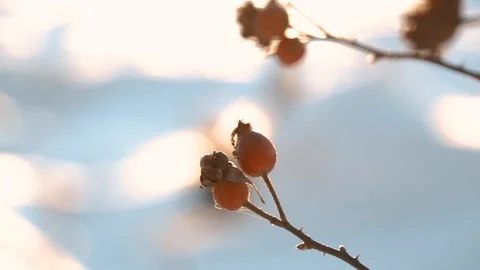 Rosehip in winter at sunset on a background of blue snow Stock Footage 121271644