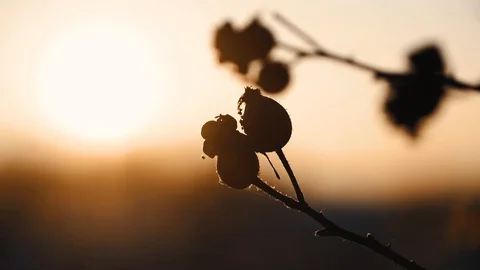 Rosehip in winter at sunset Stock Footage 121271672