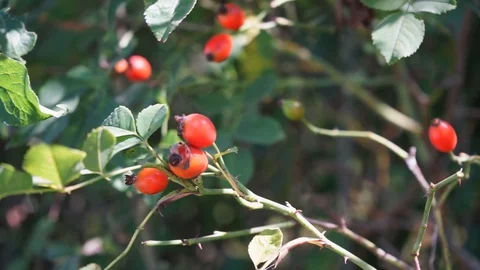 Rosehips blowing in the wind Stock Footage 116657559