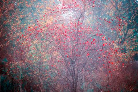 Rosehips on a bold rosebush Foto stock