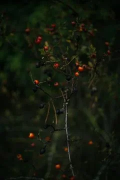 Rosehips on a branch in the forest. Selective focus Stock Photos