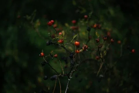 Rosehips on a branch in the forest. Selective focus Stock Photos