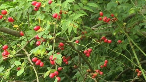 Rosehips on the bush, Austria Stock Footage 315845804