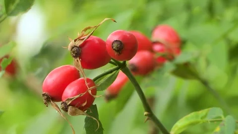Rosehips on the bush, Austria Stock Footage 315845818