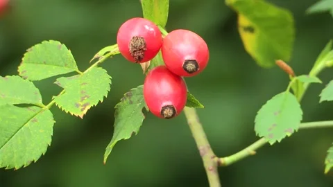 Rosehips on the bush, Austria Stock Footage 315845830