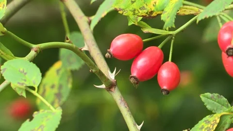 Rosehips on the bush, Austria Stock Footage 315845831