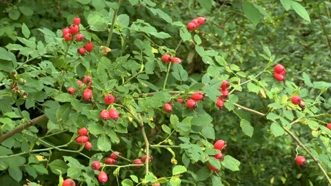 Rosehips on the bush, Austria Stock Footage 315849566