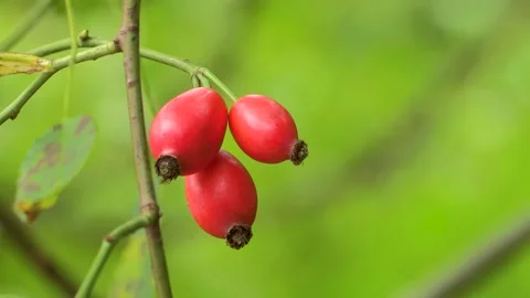 Rosehips on the bush, Austria Stock Footage 315849694