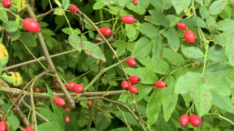 Rosehips on the bush, Austria Stock Footage 315849707
