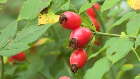 Rosehips on the bush, Austria Stock Footage 315849708