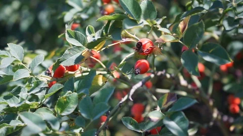 Rosehips at the bush in closeup Stock Footage 116657389