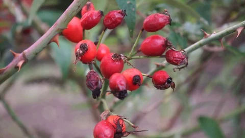 Rosehips at the bush in the closeup Stock Footage 119386900