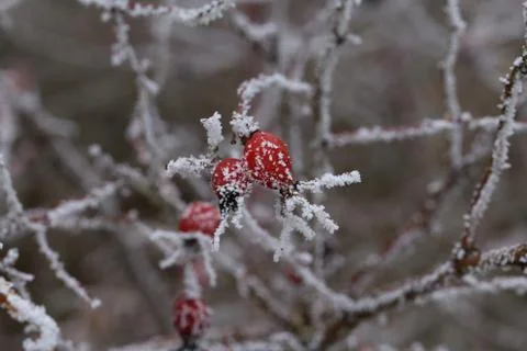 Rosehips in the cold Stock-Fotos