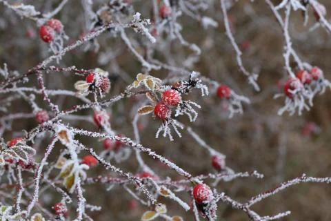 Rosehips in the cold Stock Photos