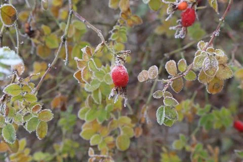 Rosehips in the cold Stock Photos