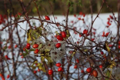 Rosehips in the cold Stock Photos