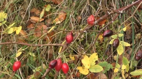 Rosehips growing in the hedgerow Stock Footage 44334728
