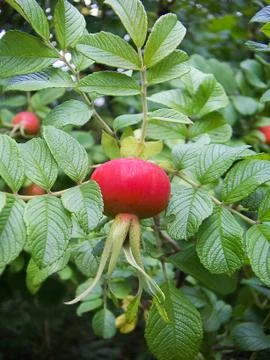 Rosehips Stock Photos