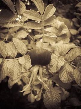 Rosehips Stock Photos
