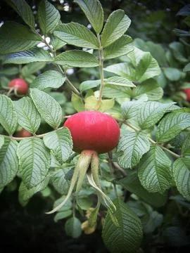 Rosehips Stock Photos