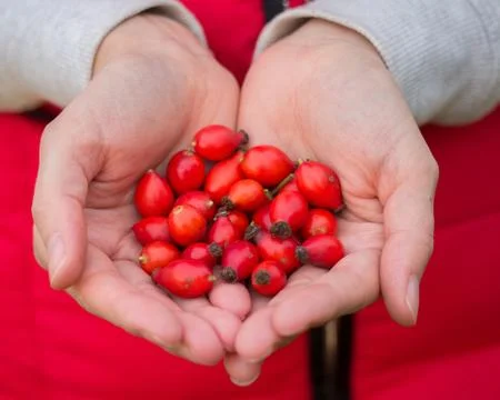 Rosehips Stock Photos