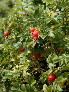 Rosehips Stock Photos
