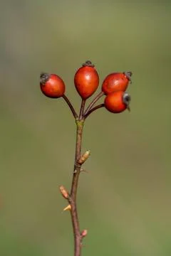 Rosehips  red on tree Stock Photos
