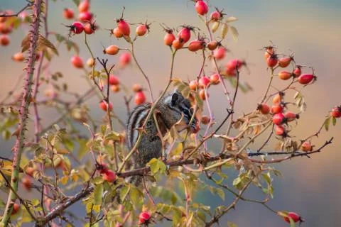 Rosehips with small chipmunk on the branch eating wild briars Stock Photos