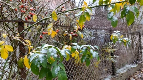 Rosehips with Snowfall Stock Footage 99442167