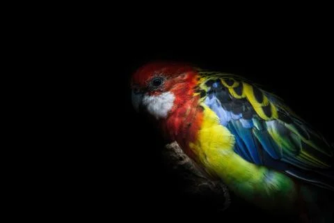 A rosella bird closeup with dark background creative edit Stock Photos
