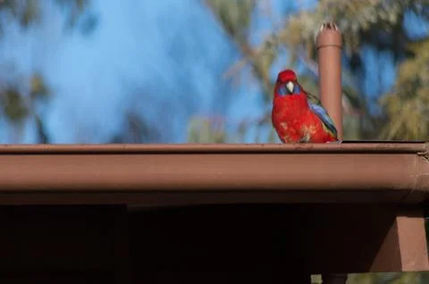 Rosella on a gutter Stock Photos