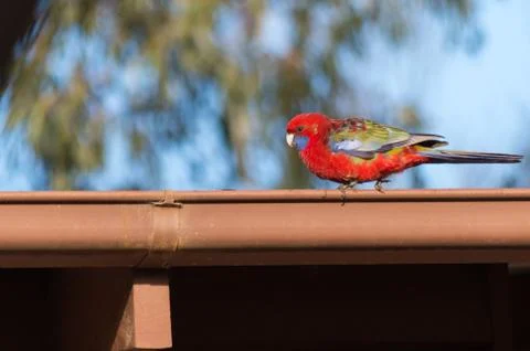 Rosella on a gutter Stock Photos