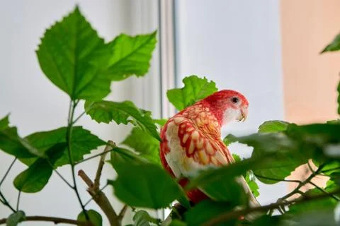 Rosella parrot color ruby sitting on a branch of a Chinese rose. 写真素材