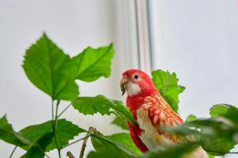 Rosella parrot color ruby sitting on a branch of a Chinese rose. Stock-Fotos