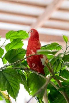 Rosella parrot color ruby sitting on a branch of a Chinese rose. Foto stock