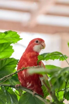 Rosella parrot color ruby sitting on a branch of a Chinese rose. Fotos Stock