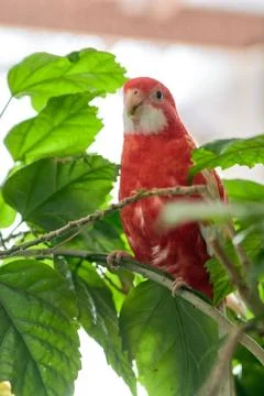 Rosella parrot color ruby sitting on a branch of a Chinese rose. Stock Photos