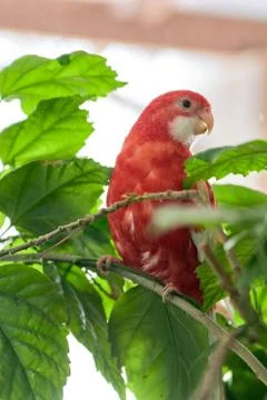 Rosella parrot color ruby sitting on a branch of a Chinese rose. Stock Photos