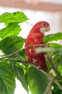 Rosella parrot color ruby sitting on a branch of a Chinese rose. Foto stock