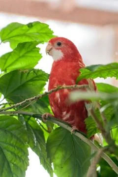 Rosella parrot color ruby sitting on a branch of a Chinese rose. Stock Photos