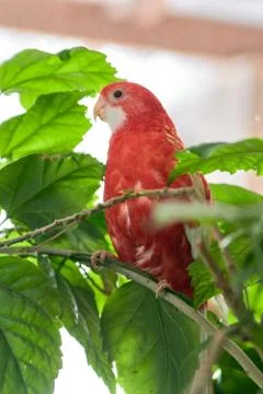 Rosella parrot color ruby sitting on a branch of a Chinese rose. Foto stock