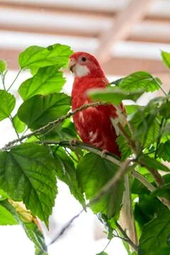 Rosella parrot color ruby sitting on a branch of a Chinese rose. Foto stock