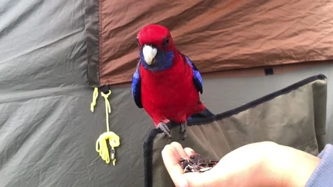 Rosella parrot eating seeds on camping chair. Stock Footage 163805053